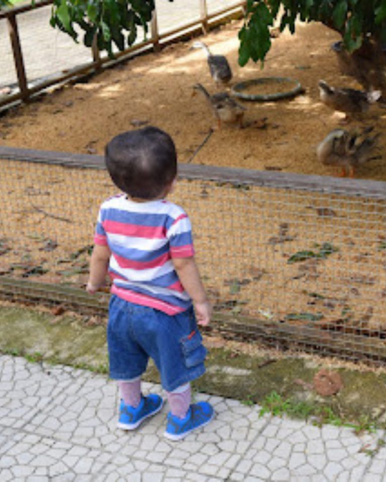 Bermain di Kuntum Farm Field – Bogor