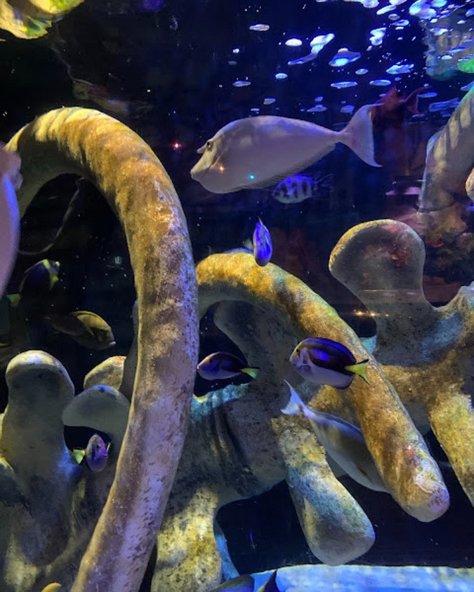 Destinasi Wisata Sydney Yang Wajib Kalian Coba