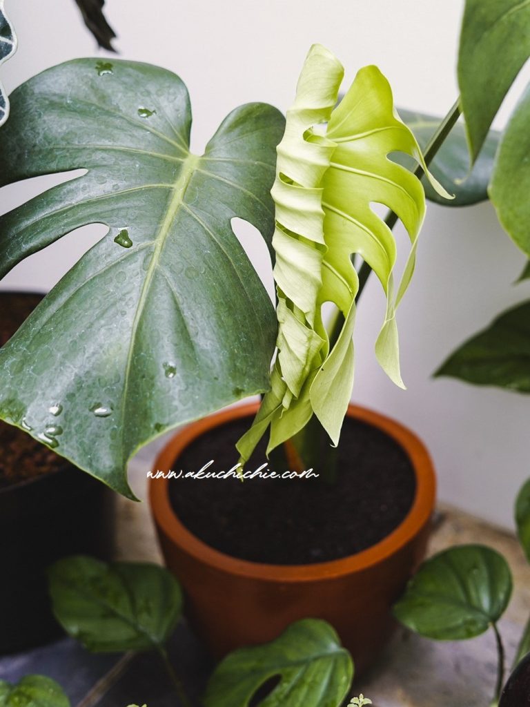 Tren Tanaman Hias Menjadi Hobi Baru Saat Pandemi