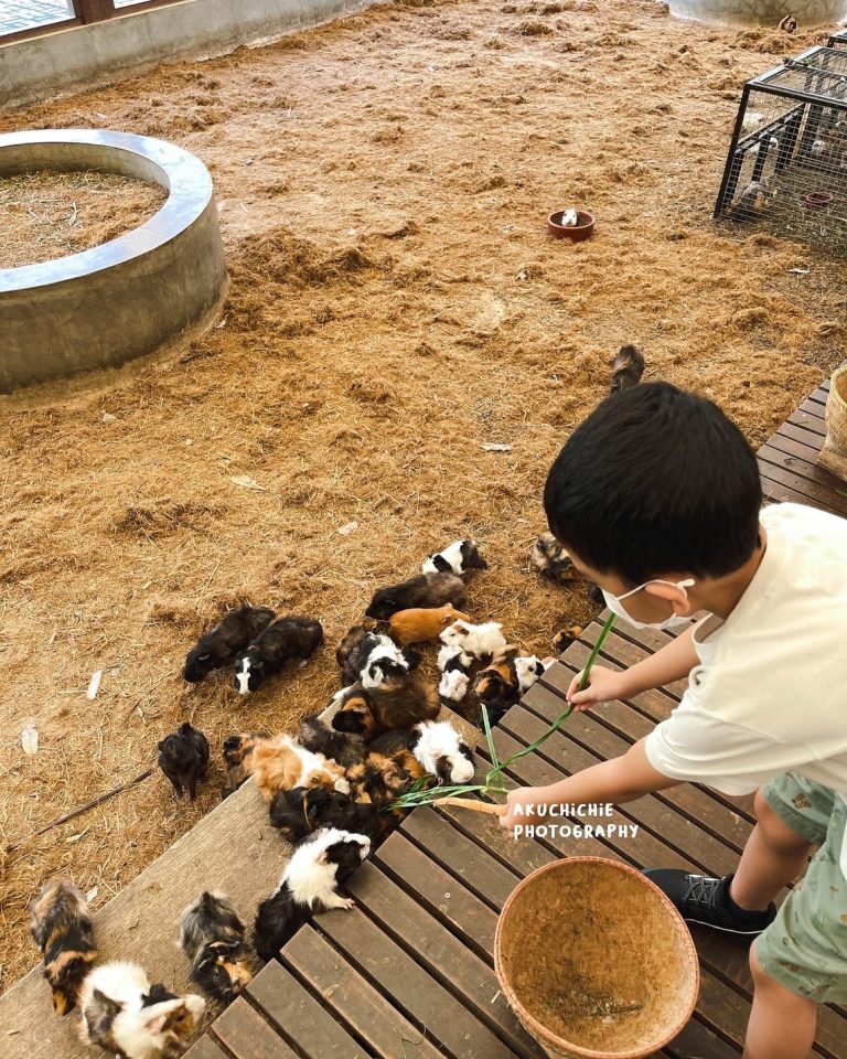 Pengalaman Main ke Kuntum Farmfield Saat Pandemi