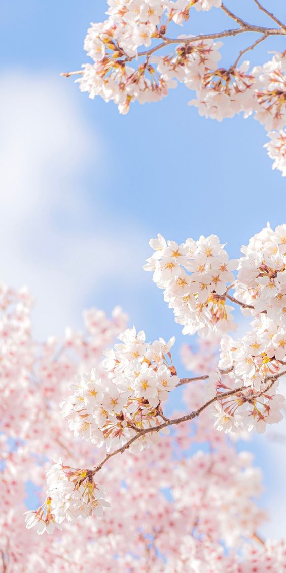 5 Festival Cherry Blossom di Korea Selatan Yang Paling Populer