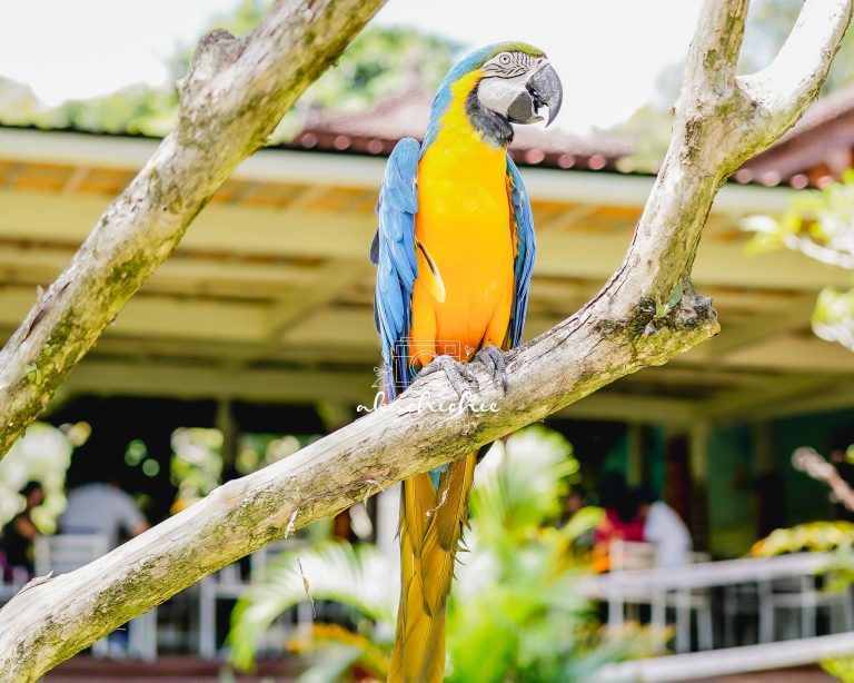 bali bird park