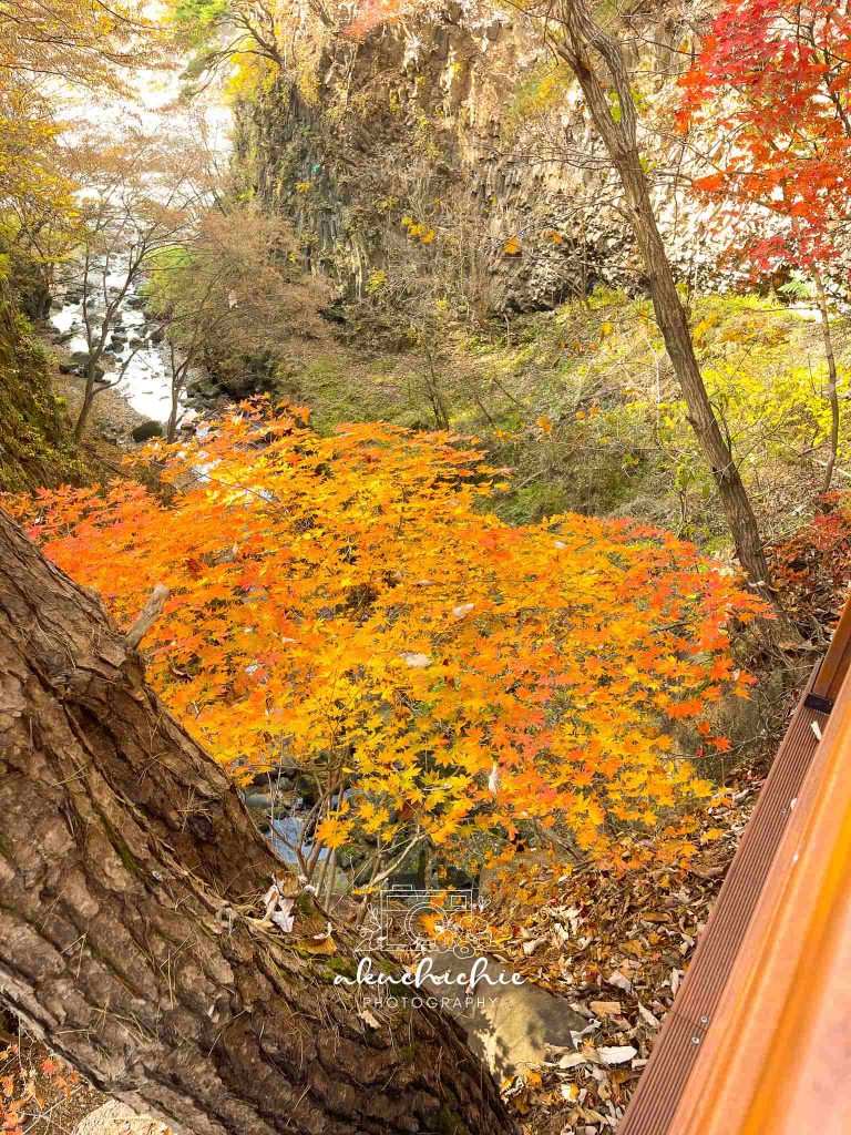 bidulginang salah satu destinasi wisata di korea selatan