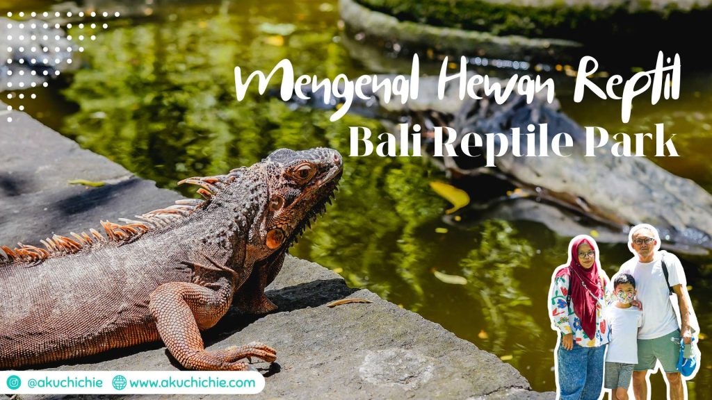 Mengenal hewan Reptil di Bali