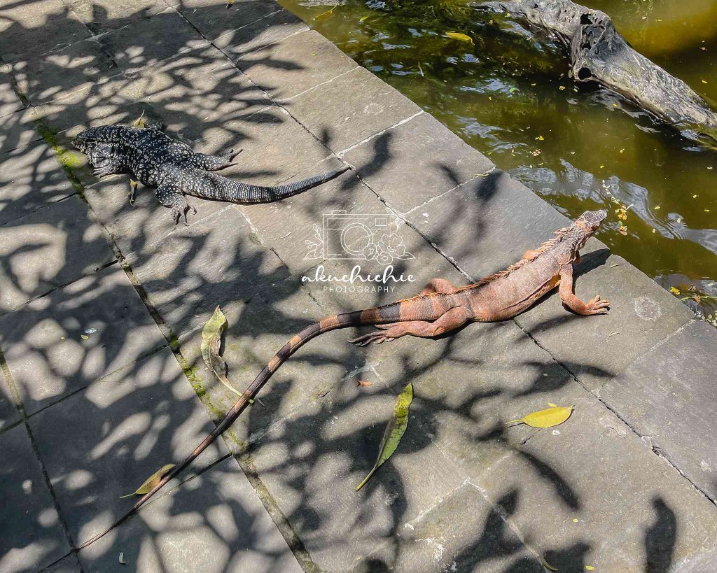 Iguana di Reptile Park Bali