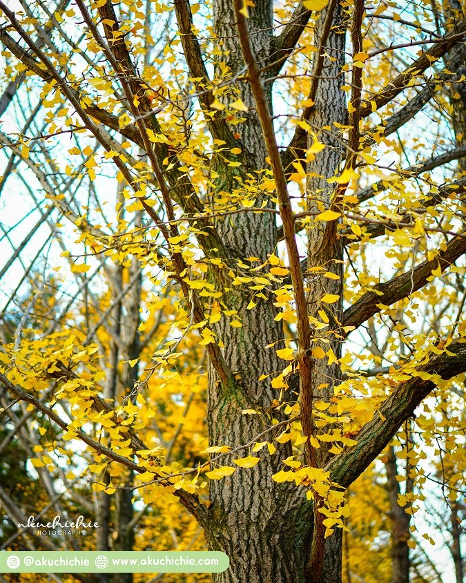 Pengalaman yang berbeda di setiap musim