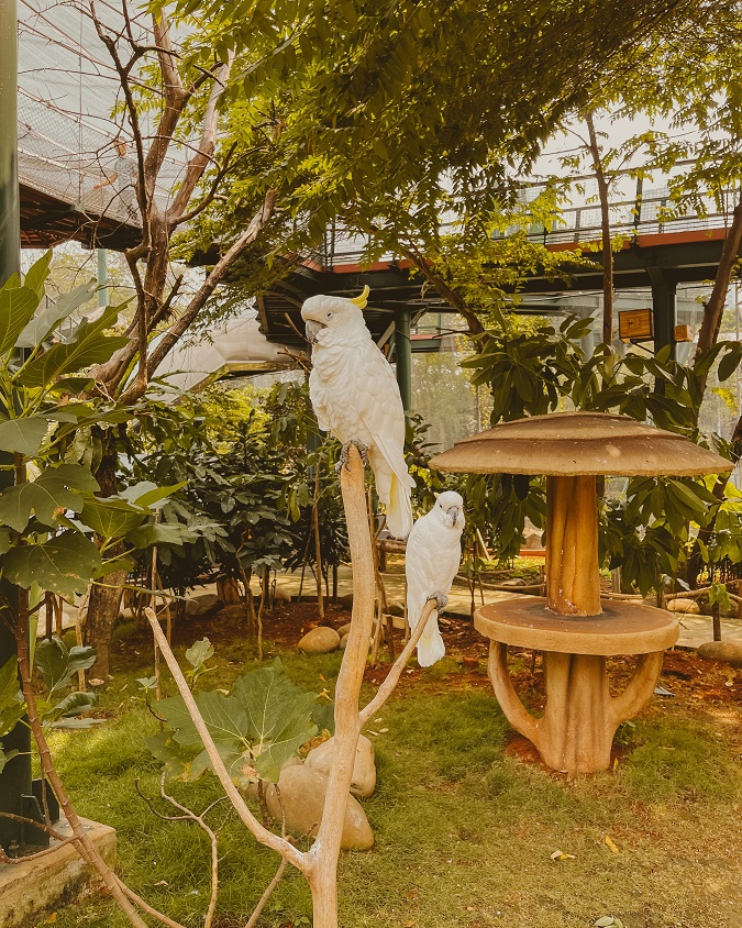 Jakarta Bird Land Ancol
