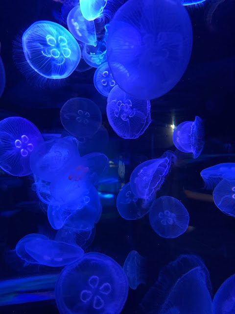 Pengalaman Bermain Ke Sea Life Aquarium Sydney Australia