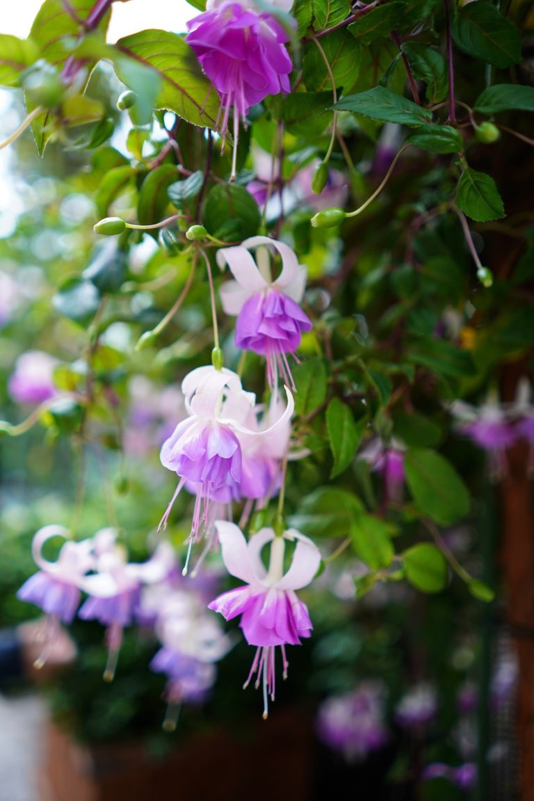 flower dome singapura