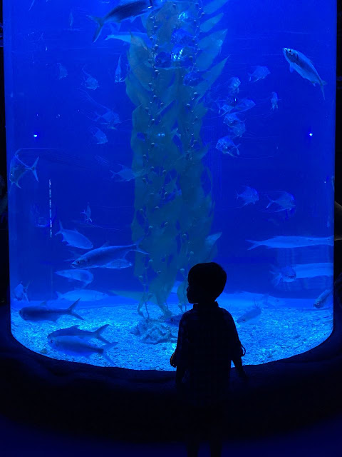 Bermain di Jakarta Aquarium Neo Soho
