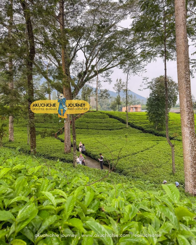 wisata kebun teh tambi wonosobo