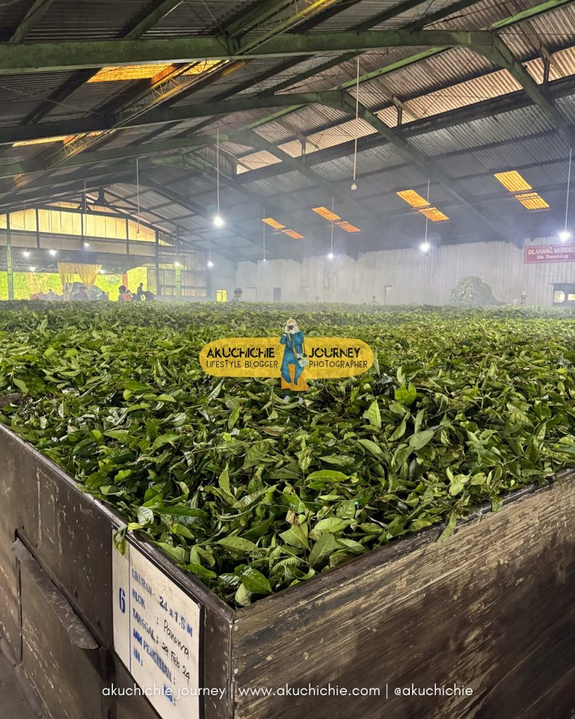 wisata kebun teh tambi wonosobo