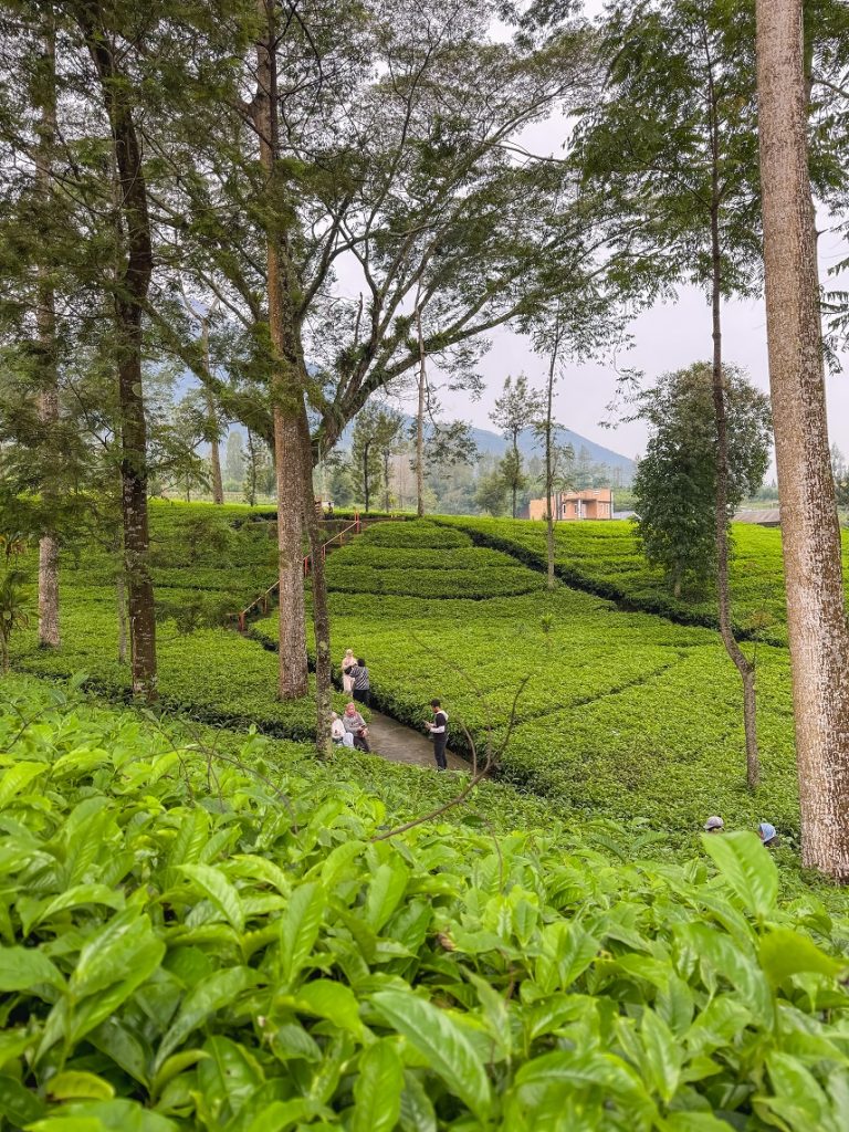 wisata kebun teh tambi wonosobo