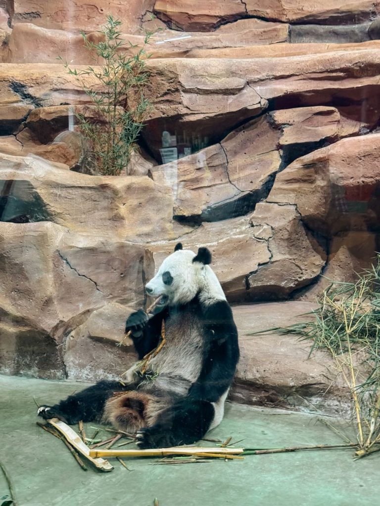 pengalaman ke istana panda